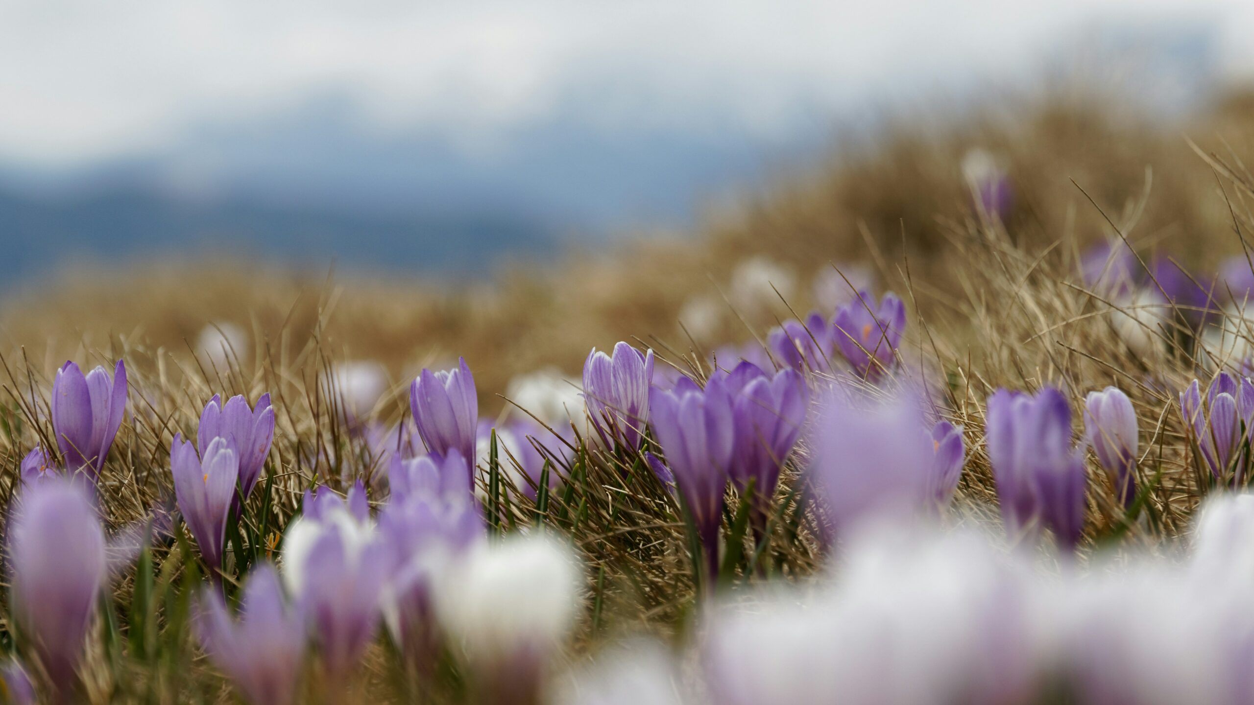 Comment préparer son jardin pour le printemps