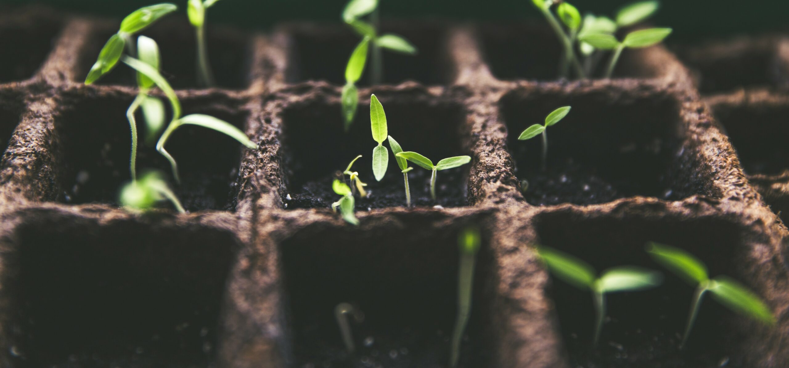 Pourquoi rien ne pousse dans votre potager ? Ce que votre sol essaie de vous dire