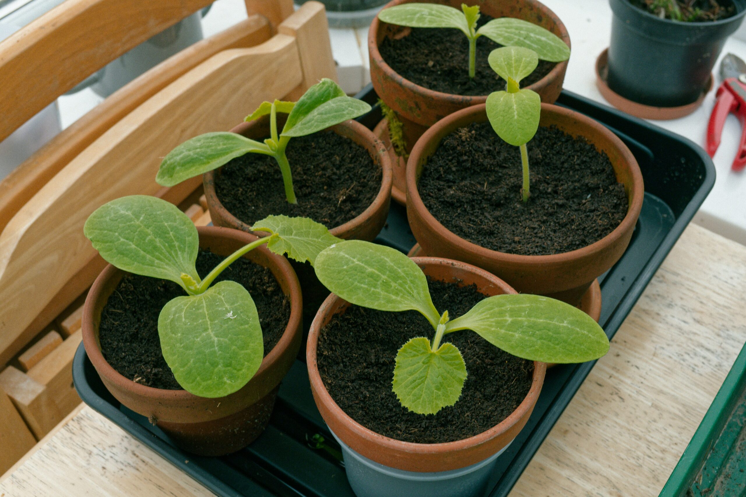Planter en pot sans se louper : les erreurs à éviter pour un bon démarrage